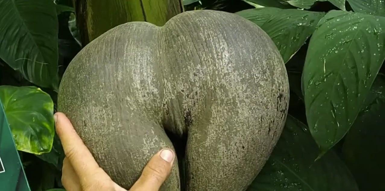 Maior semente do mundo? Conheça o coco-do-mar, espécie que pode chegar a 42 quilos