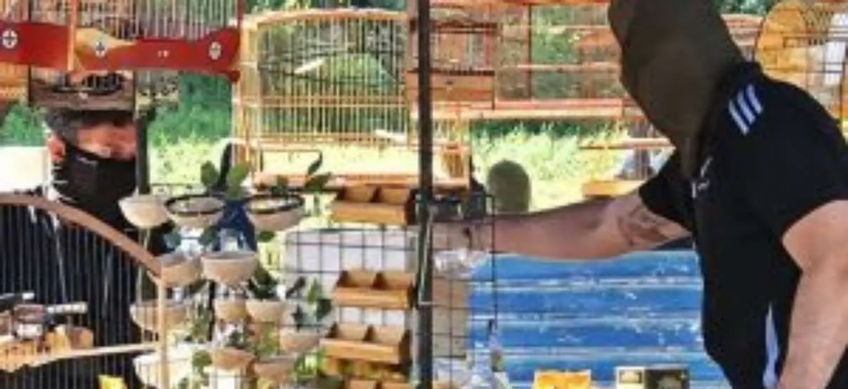 Ibama resgata mais de 400 aves e detém 24 suspeitos de tráfico em Pernambuco
