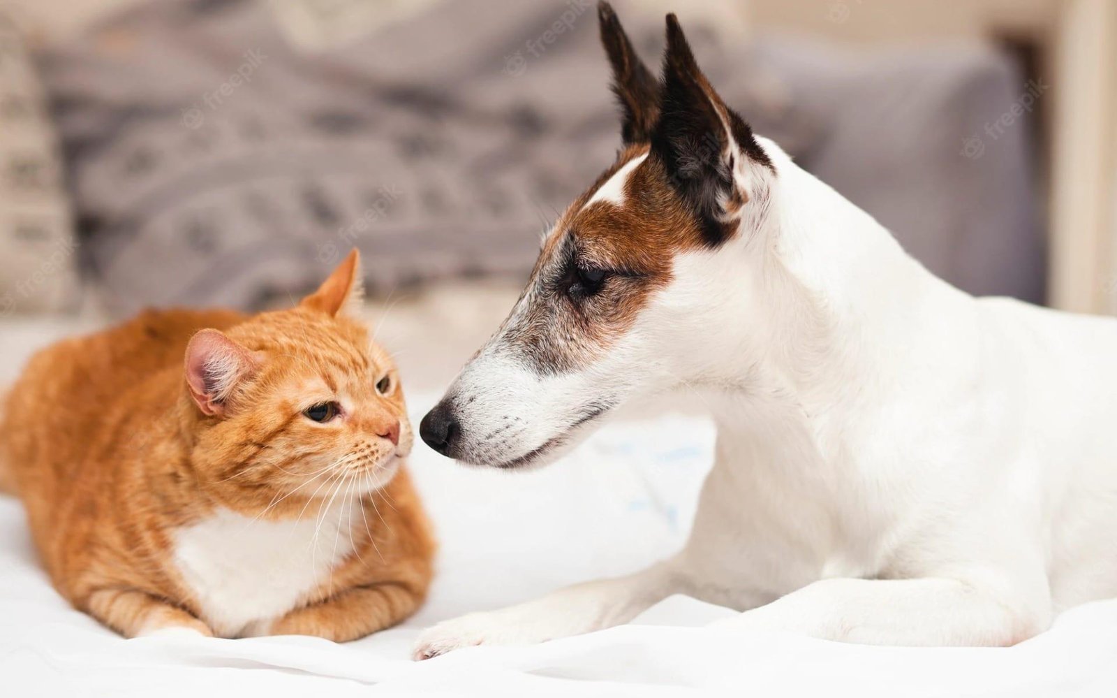 Atibaia define datas de mutirões de castração gratuita para pets em 2026