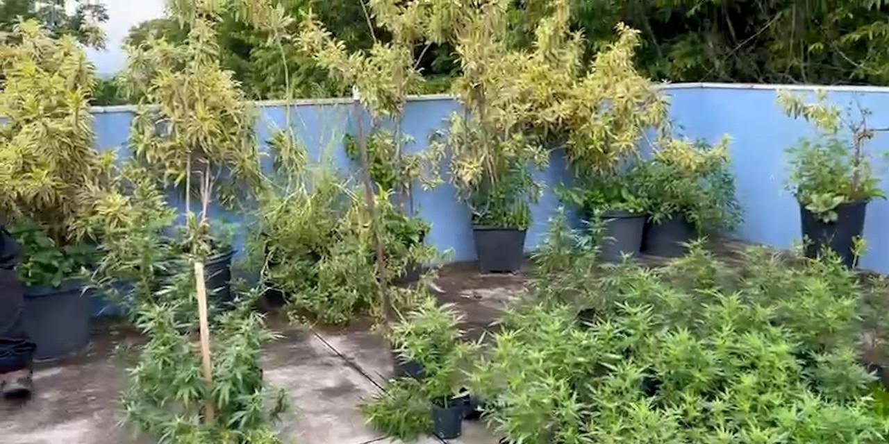 Polícia descobre plantação com 125 pés de maconha em Niterói; vídeo