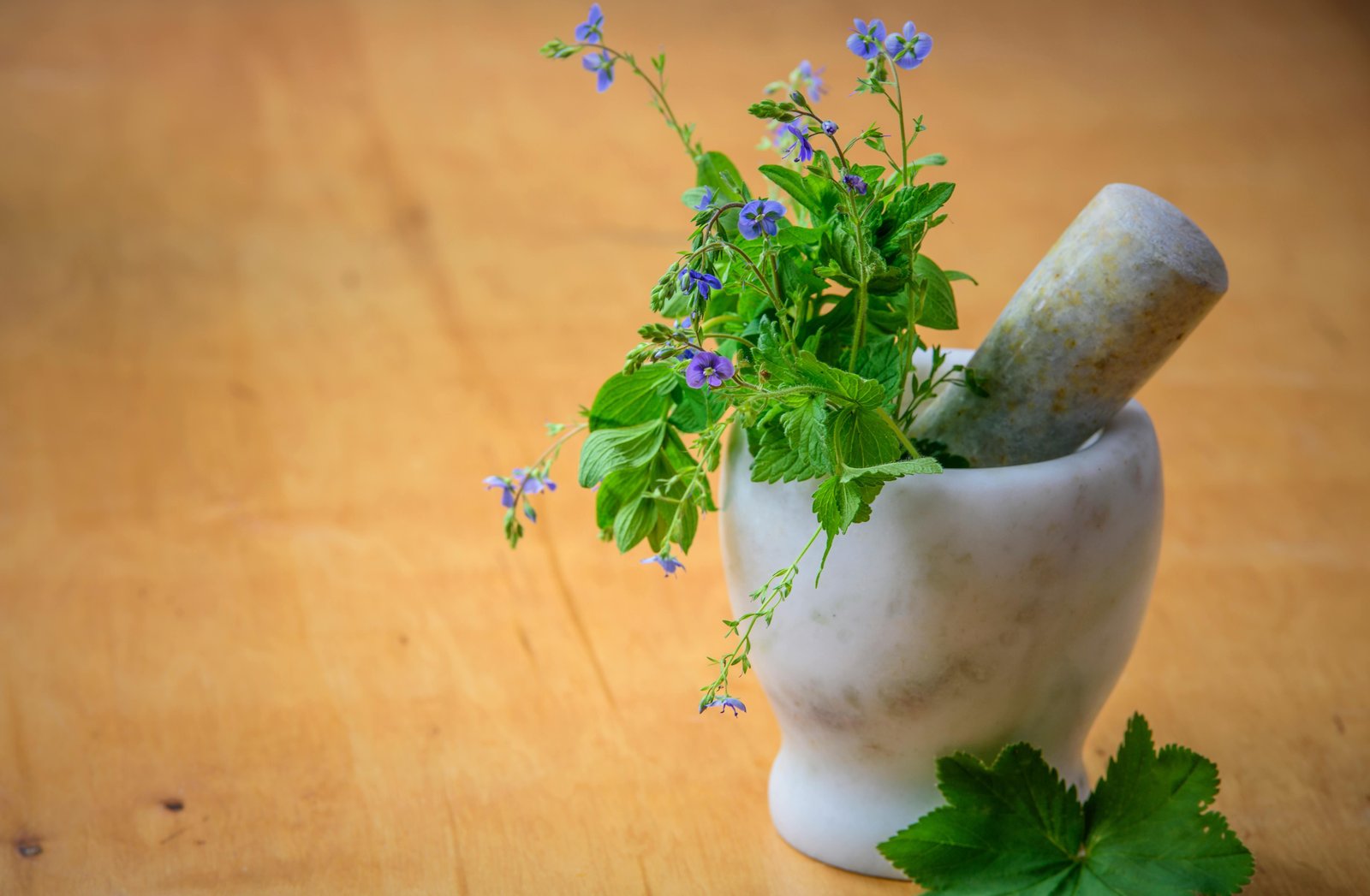 Mais do que sabor: conheça propriedade da menta, usada para tratar dor crônica