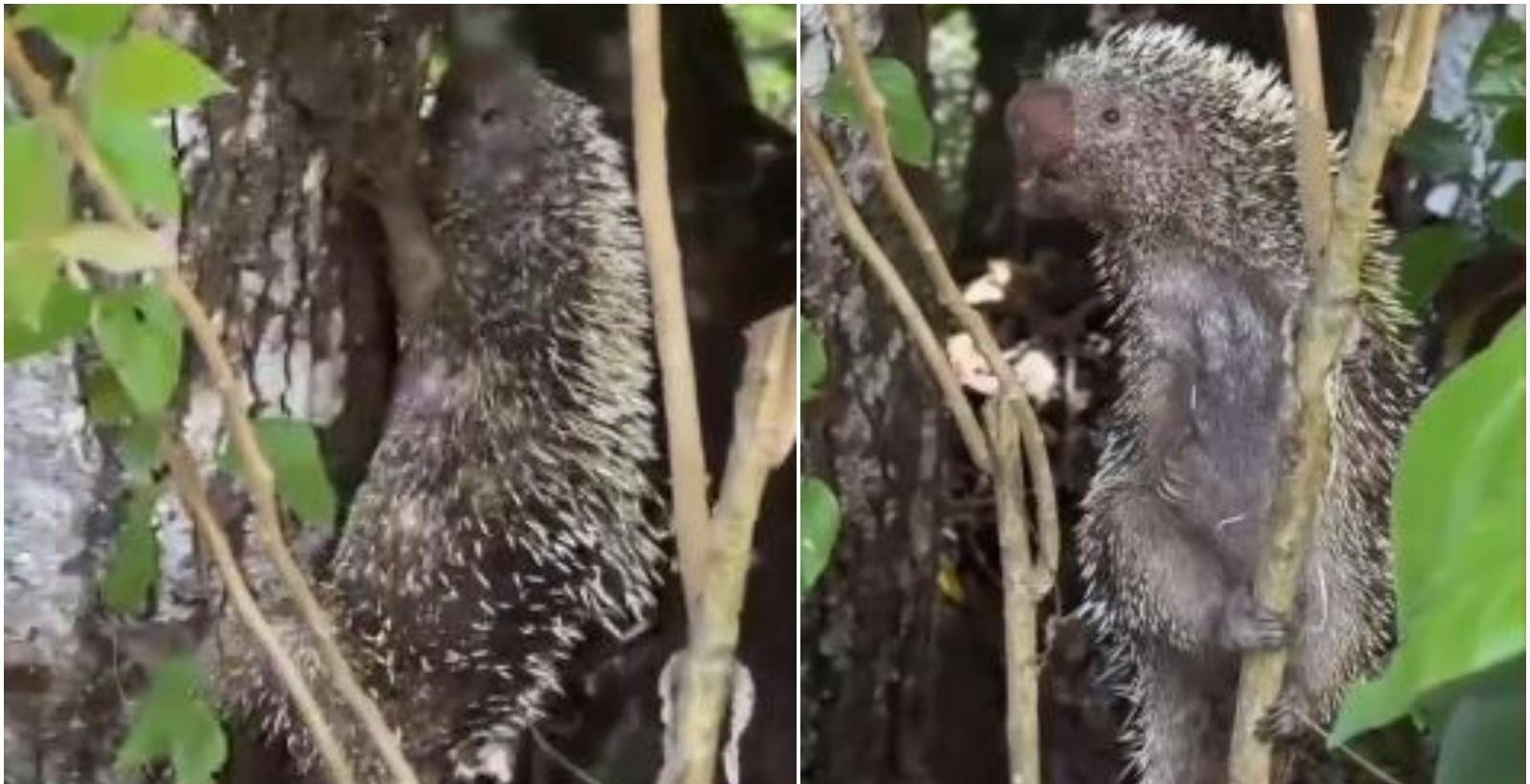 Quandu é devolvido à natureza após ser resgatado pela polícia no Ceará | G1