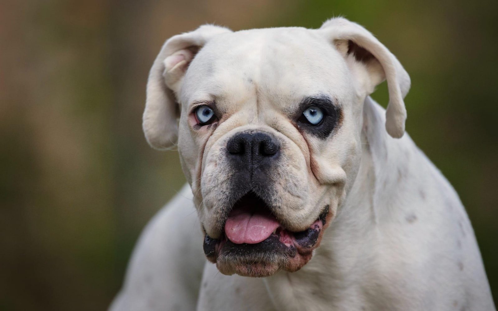 Comerciante chinês é condenado à pena máxima por maus-tratos a 26 cães