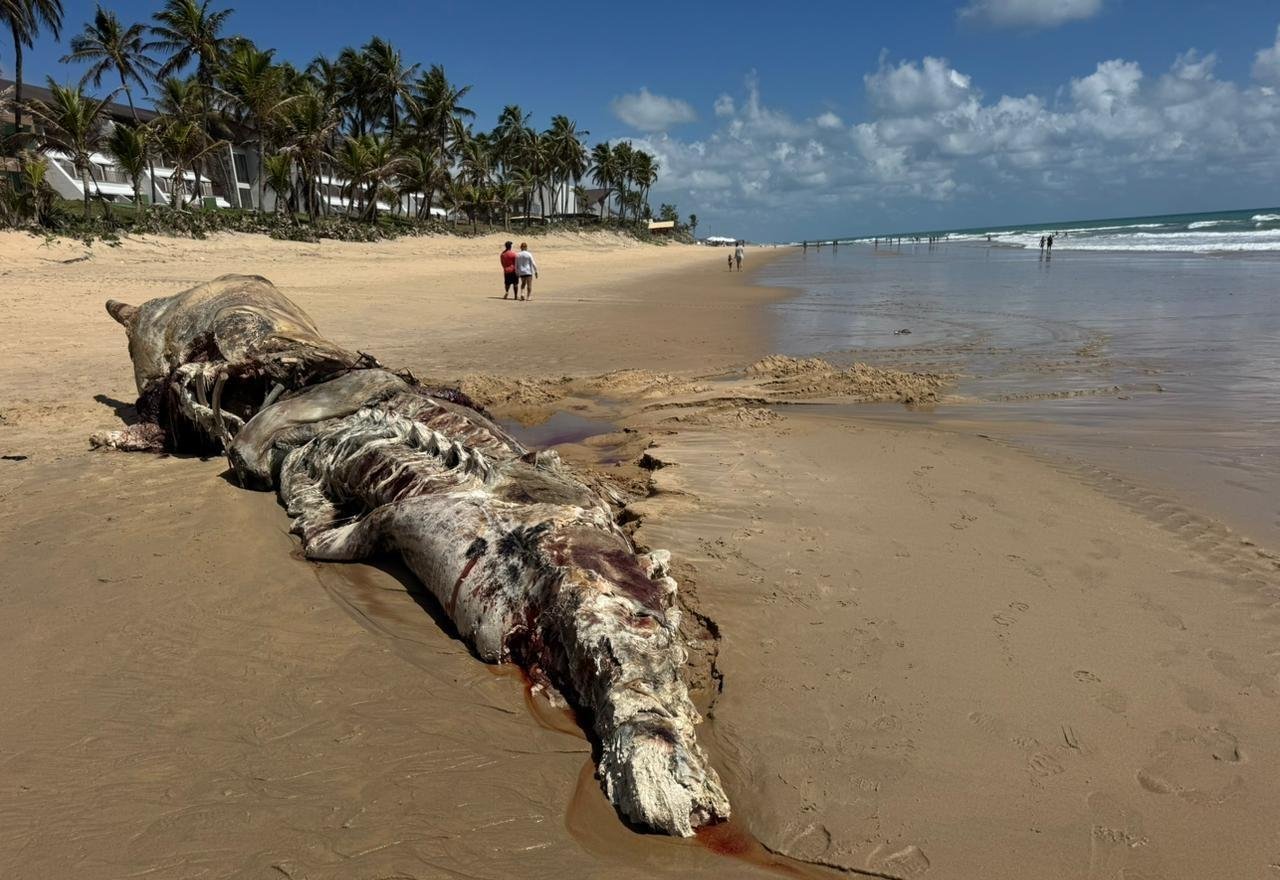 Baleia cachalote é encontrada morta na Via Costeira em Natal | G1