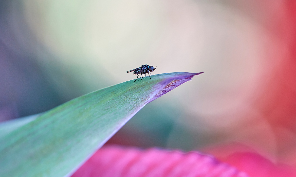 Este produto barato funciona como repelente de insetos; veja como usar