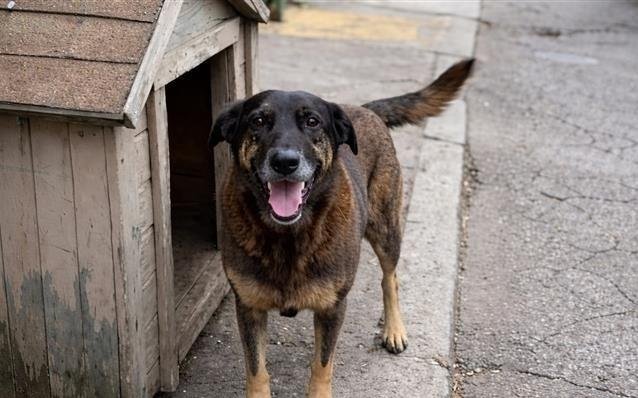 Cão Orelha: após novas diligências policiais, MPSC cria força-tarefa para analisar 'quadro a quadro' mil horas de vídeo