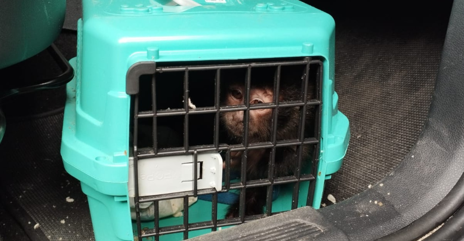 Macaco-prego é resgatado de jaula durante abordagem a carro roubado | G1