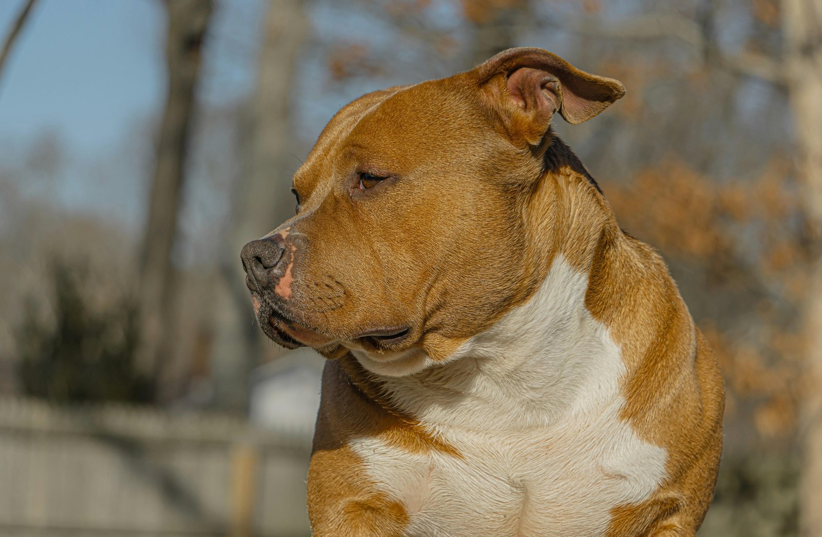 SP: lojista chinês é condenado por 'crueldade extrema' contra 26 cães | G1